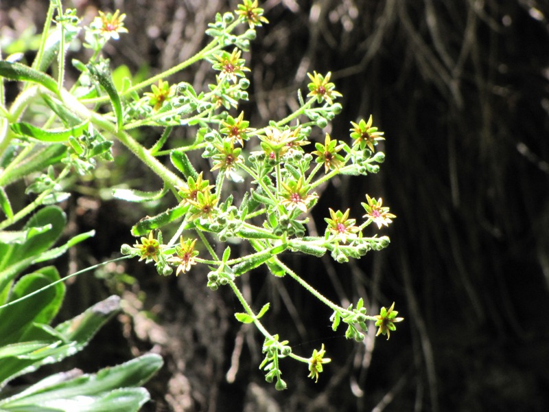 Saxifraga mutata / Sassifraga mutata